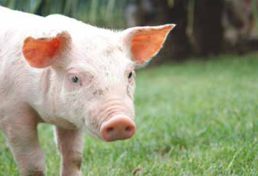 利根川の大地で育った高品質なブランド豚です。